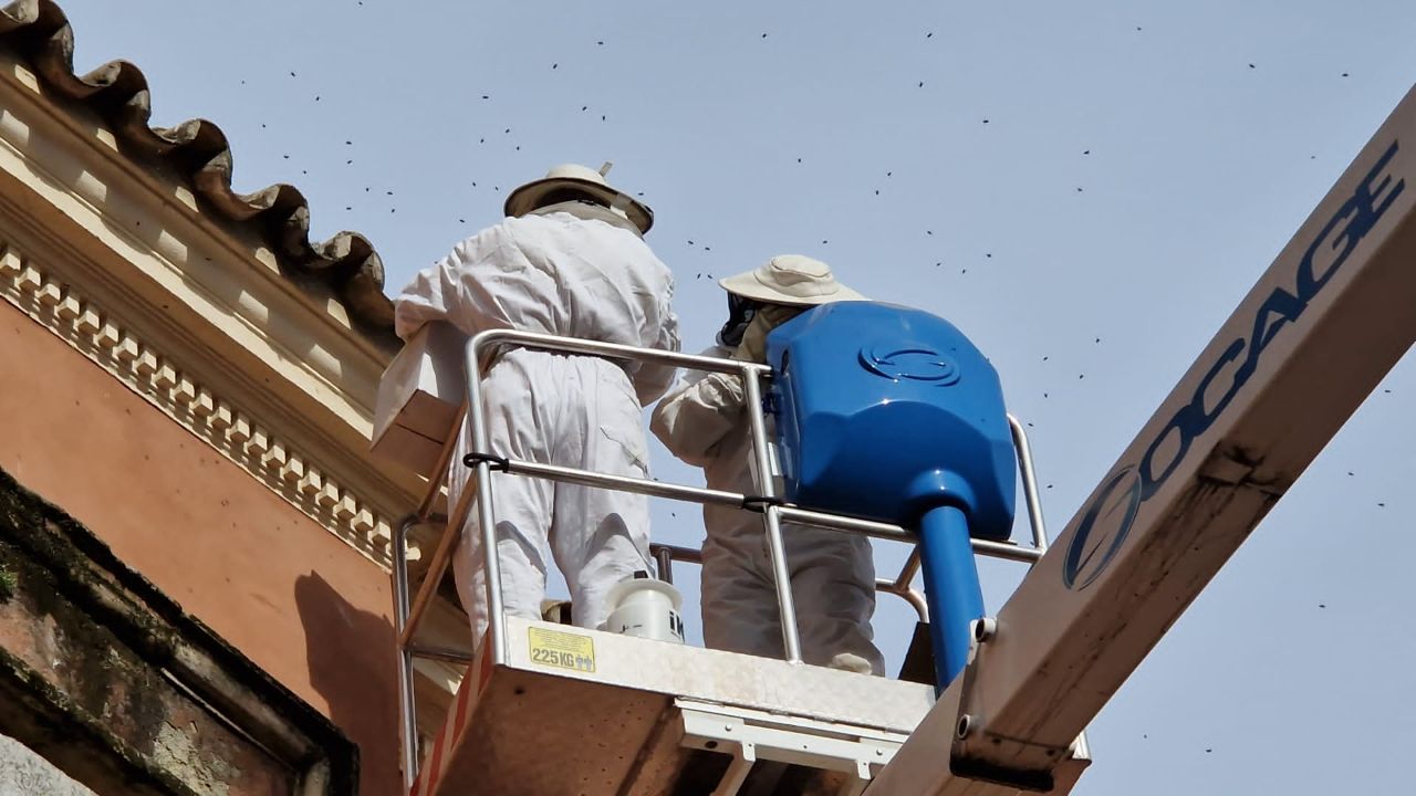 Quitan con motivo de urgencia un panel de abejas  de la cubierta de la Iglesia del Salvador de Sevilla. 