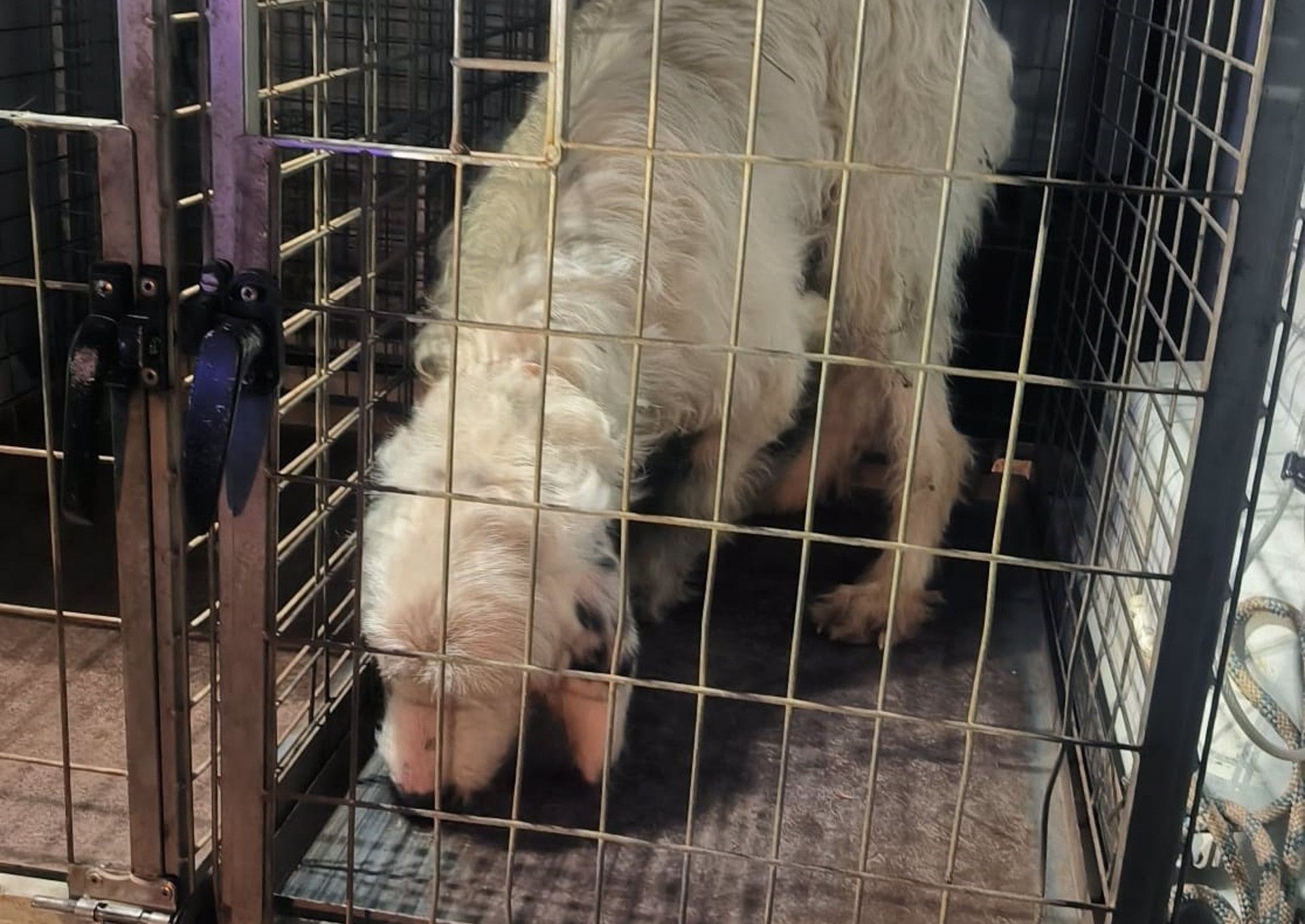 Lanza un perro vivo al vacío en Ourense.