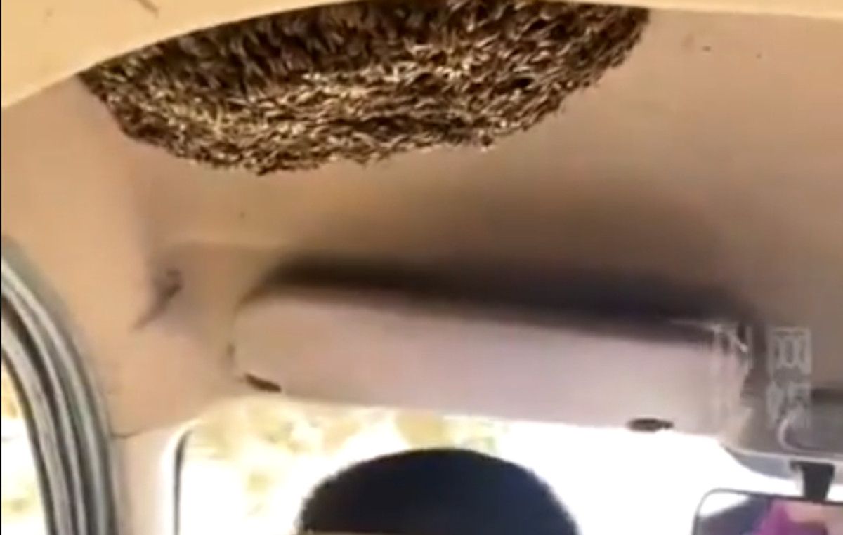 Un hombre conduce con un panal de abejas en el techo de su coche. 