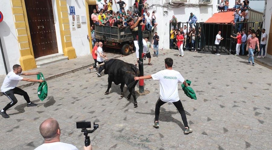El toro 'Polvorín', en Vejer.