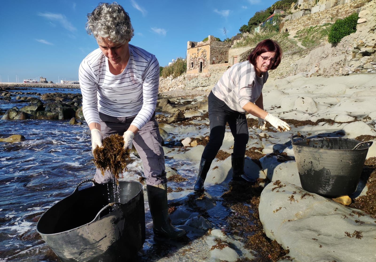 Alumnas de Educación Permanente de Tarifa recogiendo el alga en las zonas rocosas de la costa.