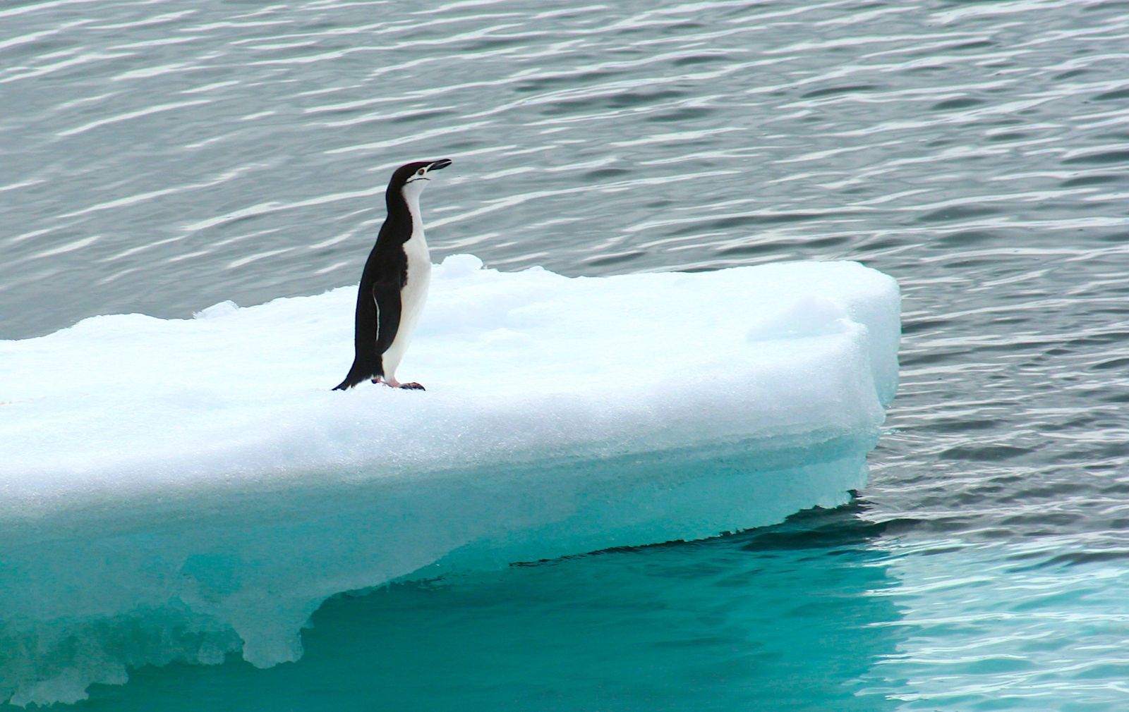 La UCA participa en un estudio que revela como los pingüinos son clave en el reciclaje de hierro en las aguas de la Antártida. 