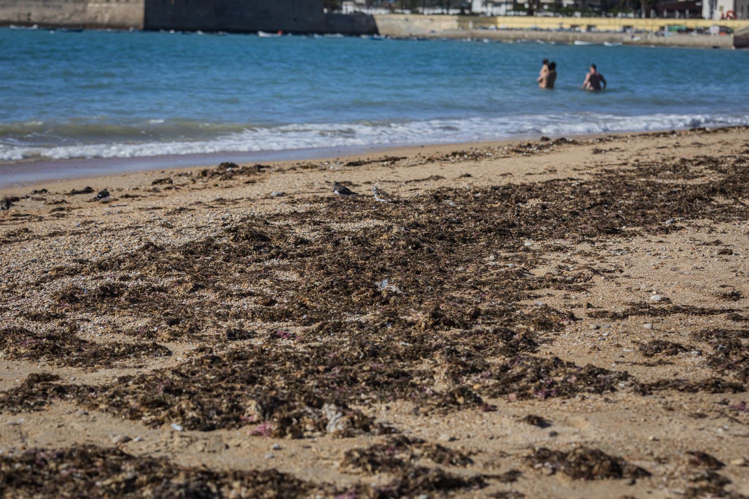 alga invasora caleta 3