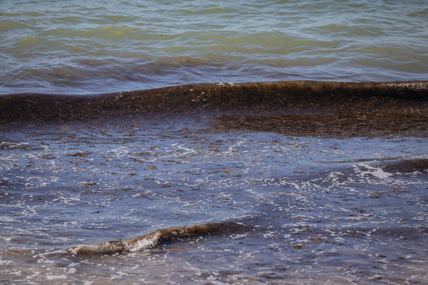 alga invasora caleta 2