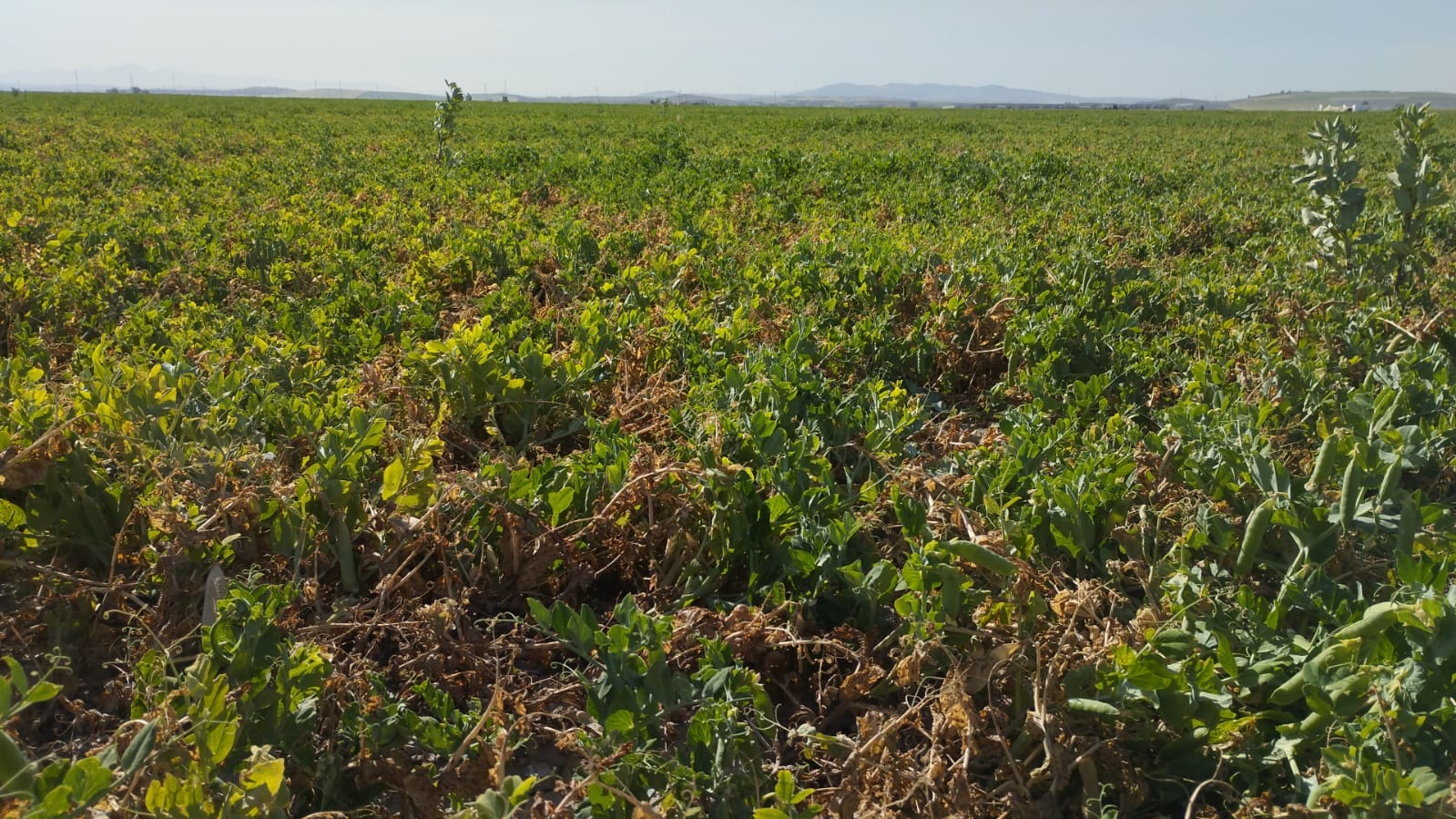 Un cultivo afectado por la sequía, en el campo andaluz.