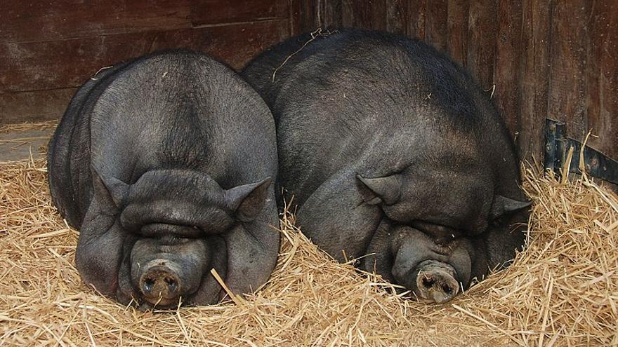 Cerdos vietnamitas, en una imagen de archivo.
