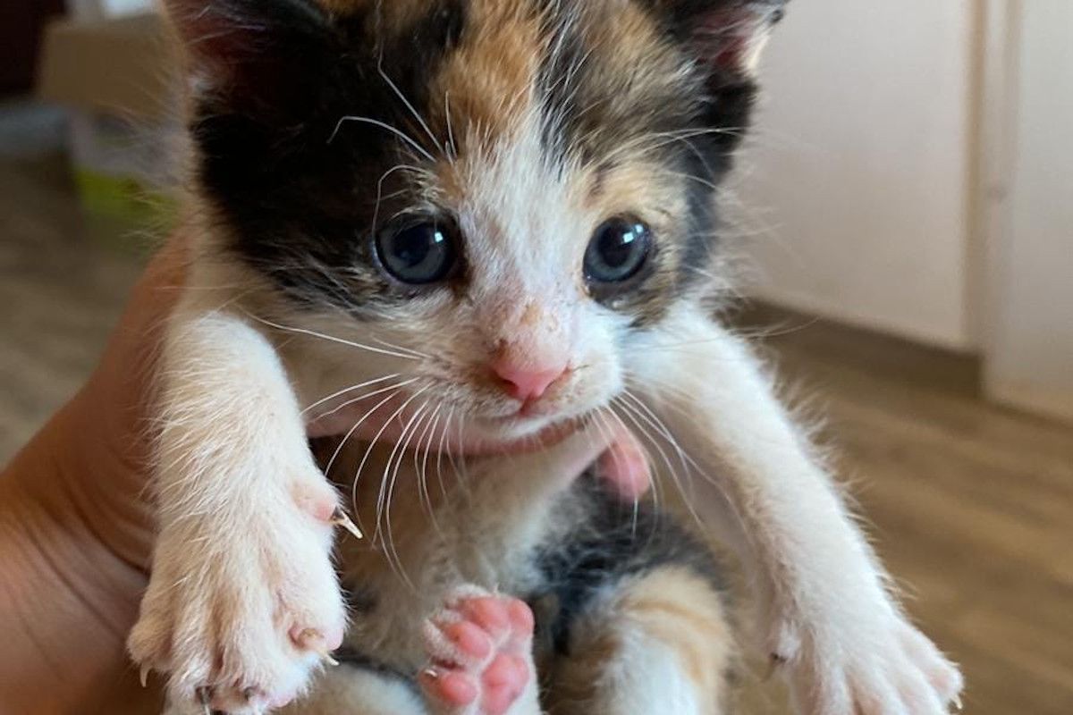 Uno de los gatos abandonados dentro de una tubería en Sevilla. 