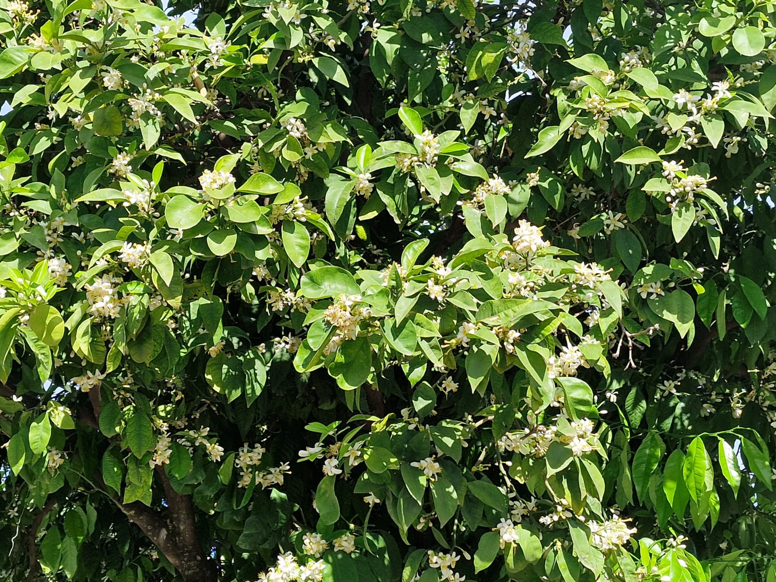 Uno de los tradicionales naranjos florecidos.