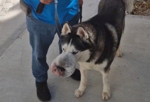 Rex, perro con tumor en la cara que busca un veterinario que le pueda ayudar. 