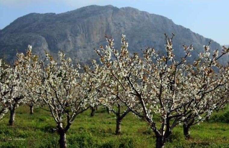 Cerezos de Alfarnate, el pueblo andaluz que trae un trozo de Japón a España. AYTO DE ALFARNATE