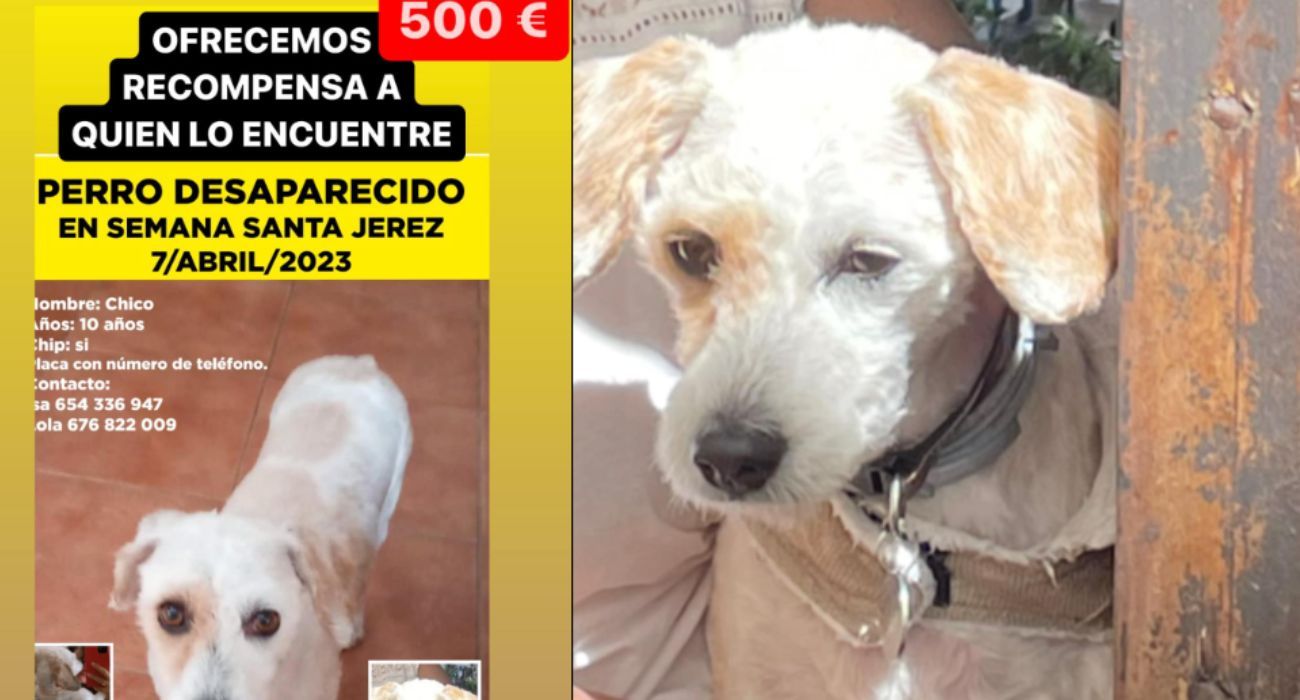 Dos imágenes de Chico, perro perdido en Jerez.