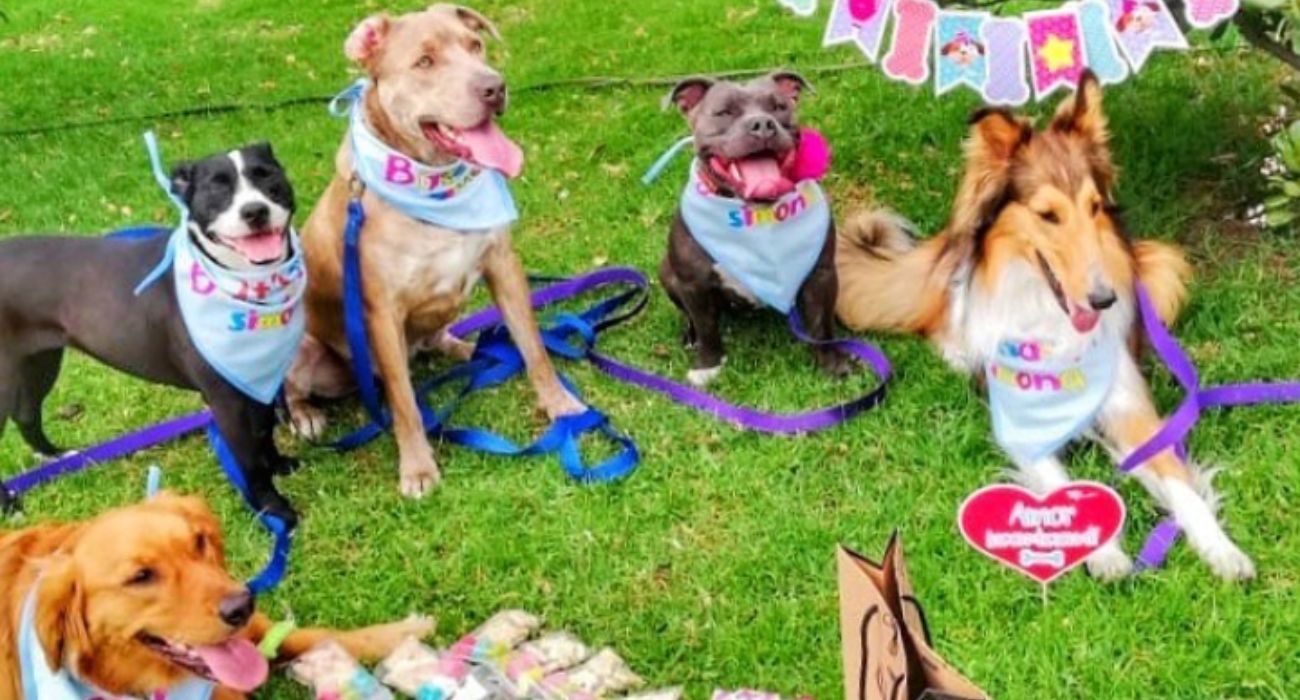Una empresa de Jerez ofrece fiestas de cumpleaños para perros.