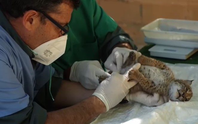 Uno de los linces nacido en el Zoo de Jerez. Uno de los linces nacido en el Zoo de Jerez.