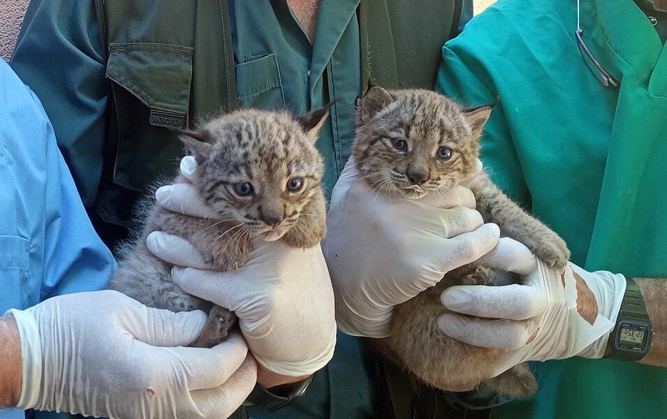 Dos cachorros de linces nacidos en el zoo de Jerez, en una imagen de archivo.