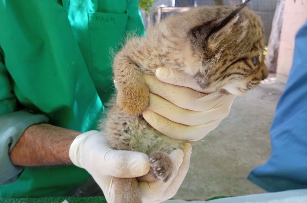 Zoobotanico Chequeo Cachoorras Lince 4