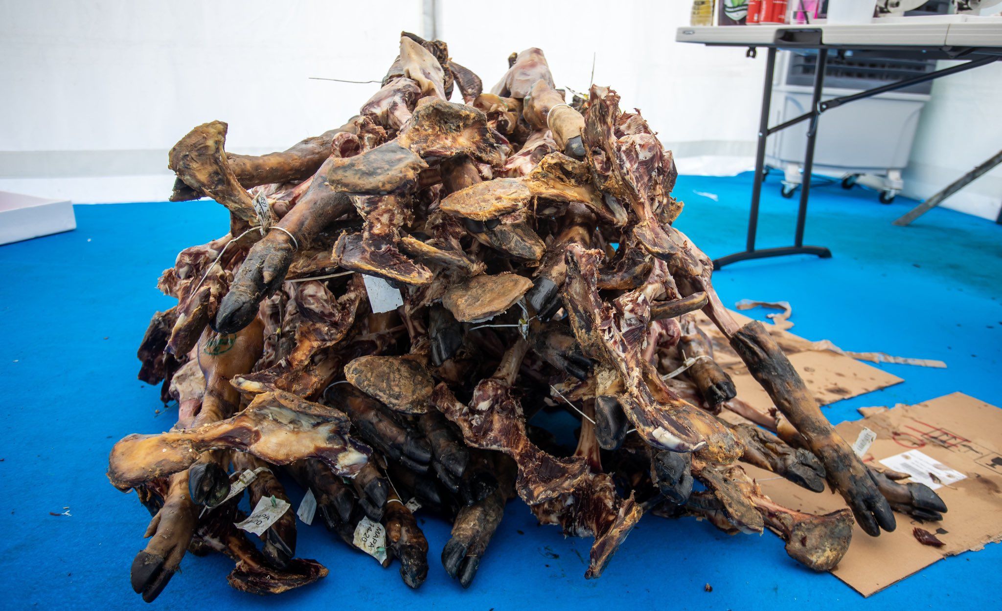 Estas son las patas de jamón del nuevo Récord Guiness de Huelva.