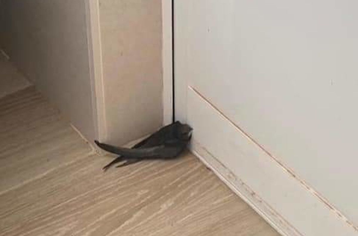 Vencejo caído en la casa de una vecina de Conil. 