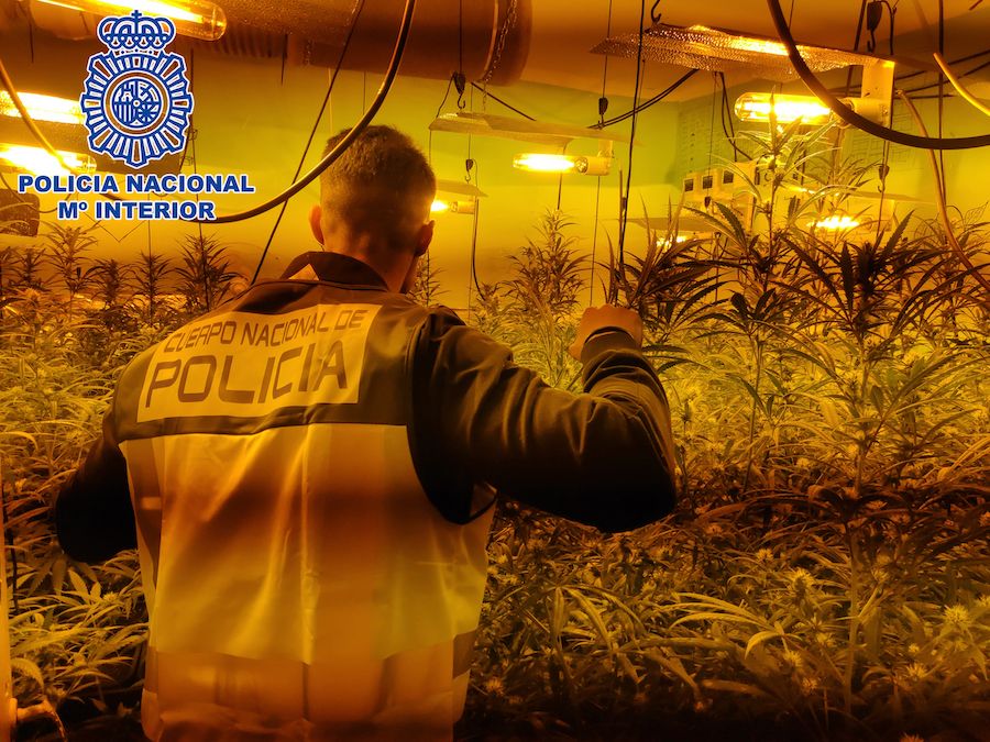 La Policía Nacional, en la plantación 'indoor' de la calle Nueva.