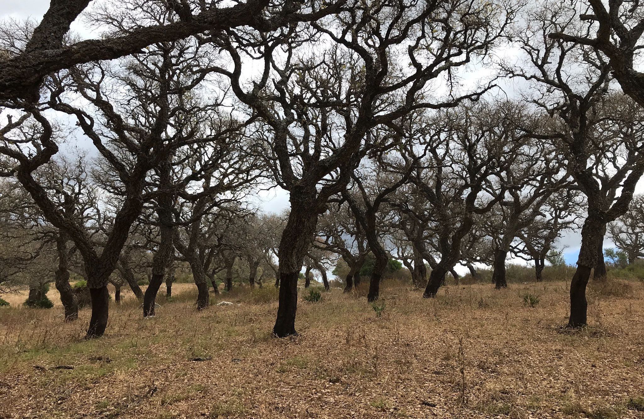 Parque Natural Los Alcornocales afectado por la lagarta peluda. FOTO: Asaja Cádiz