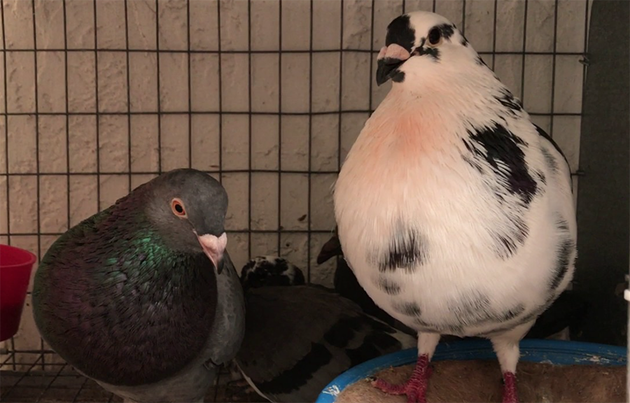 Palomas buchonas, en una imagen de archivo.