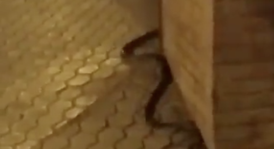 Una de las serpientes vistas en Morón de la Frontera en Sevilla. Una de las serpientes vistas en Morón de la Frontera en Sevilla.