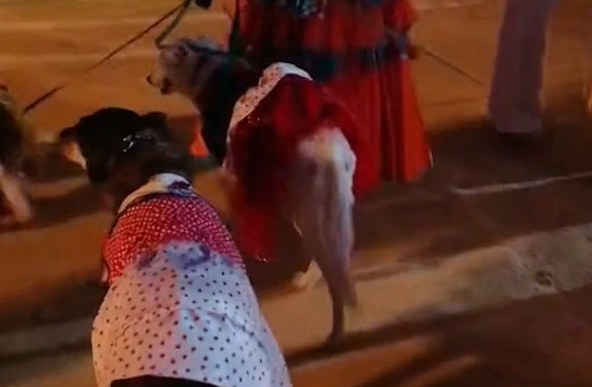 Perros vestidos de flamenca por el Real en la Feria del Caballo. TIKTOK