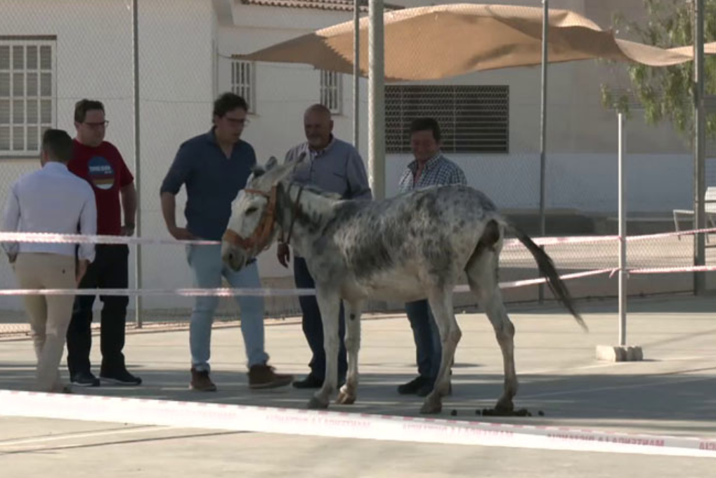 La Burra Amparo. CANAL SUR