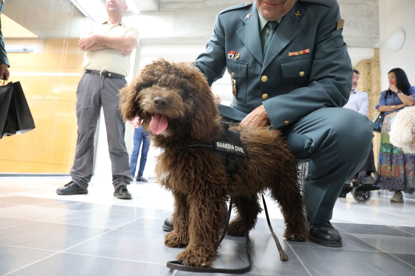Enzo, nuevo perro para buscar personas desaparecidas de la Guardia Civil.