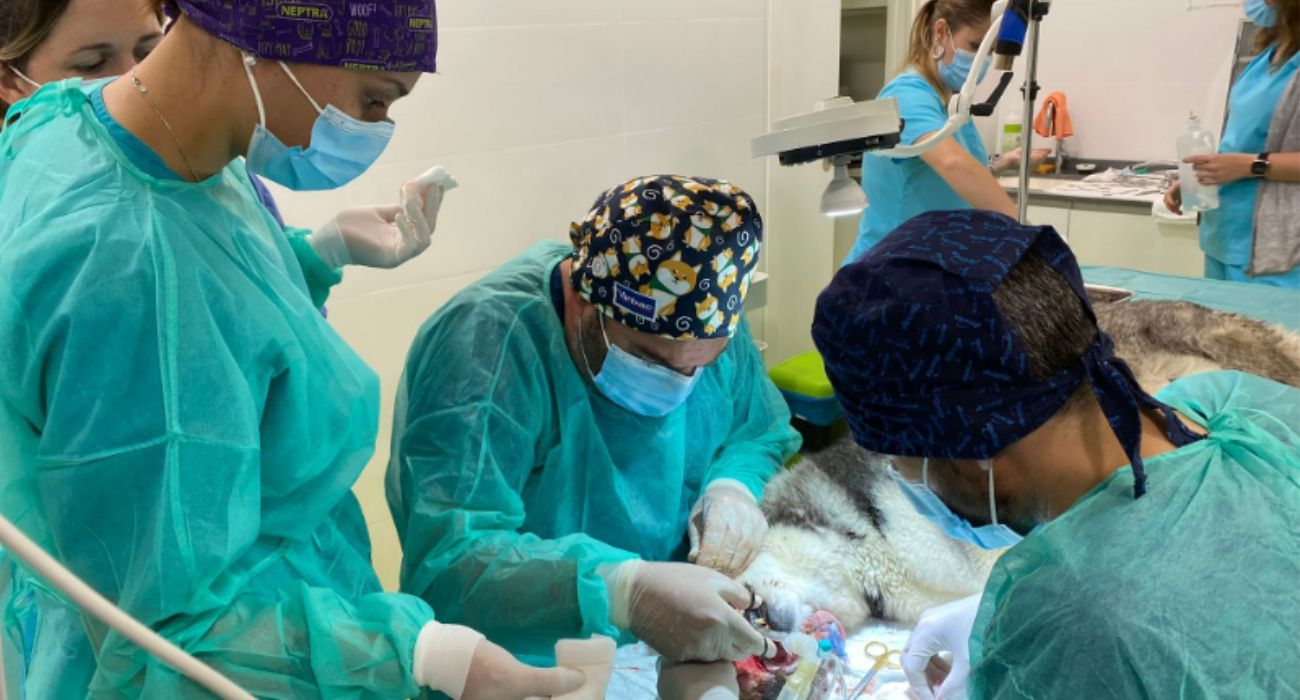 La operación que han llevado a cabo para extirparle el tumor a Rex.