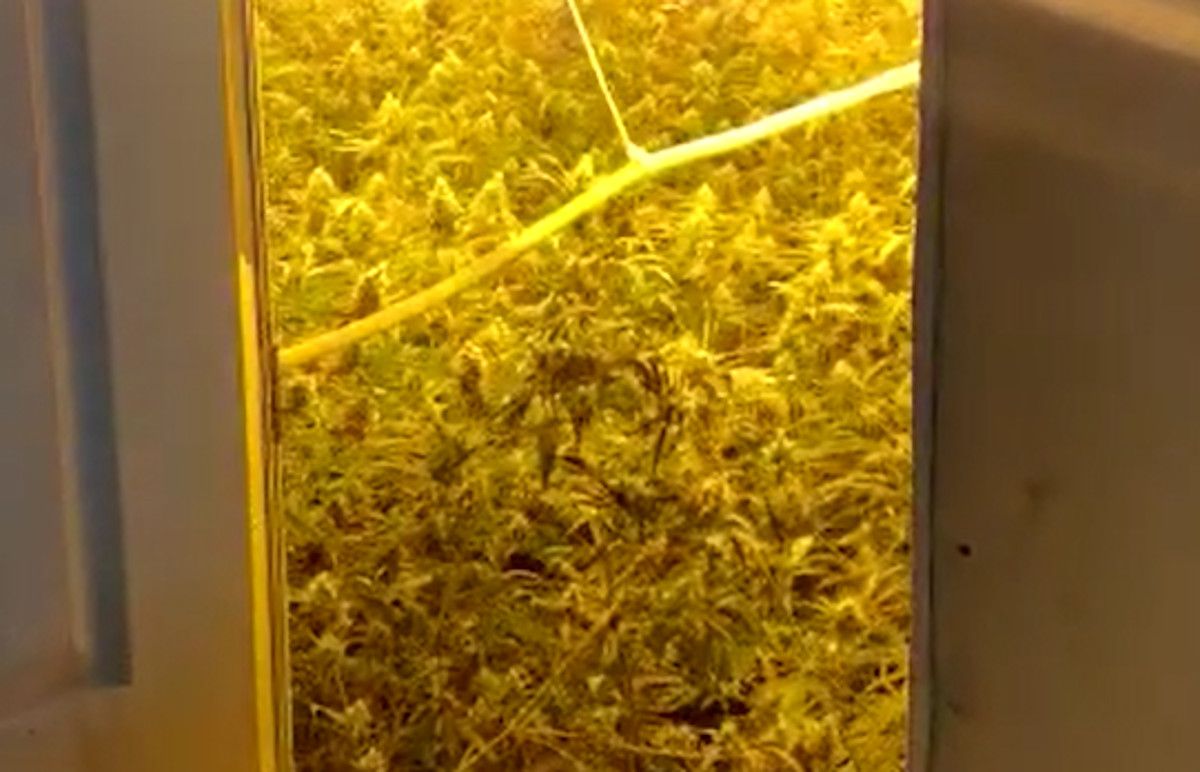 Cultivo de marihuana en una casa en una imagen de archivo.