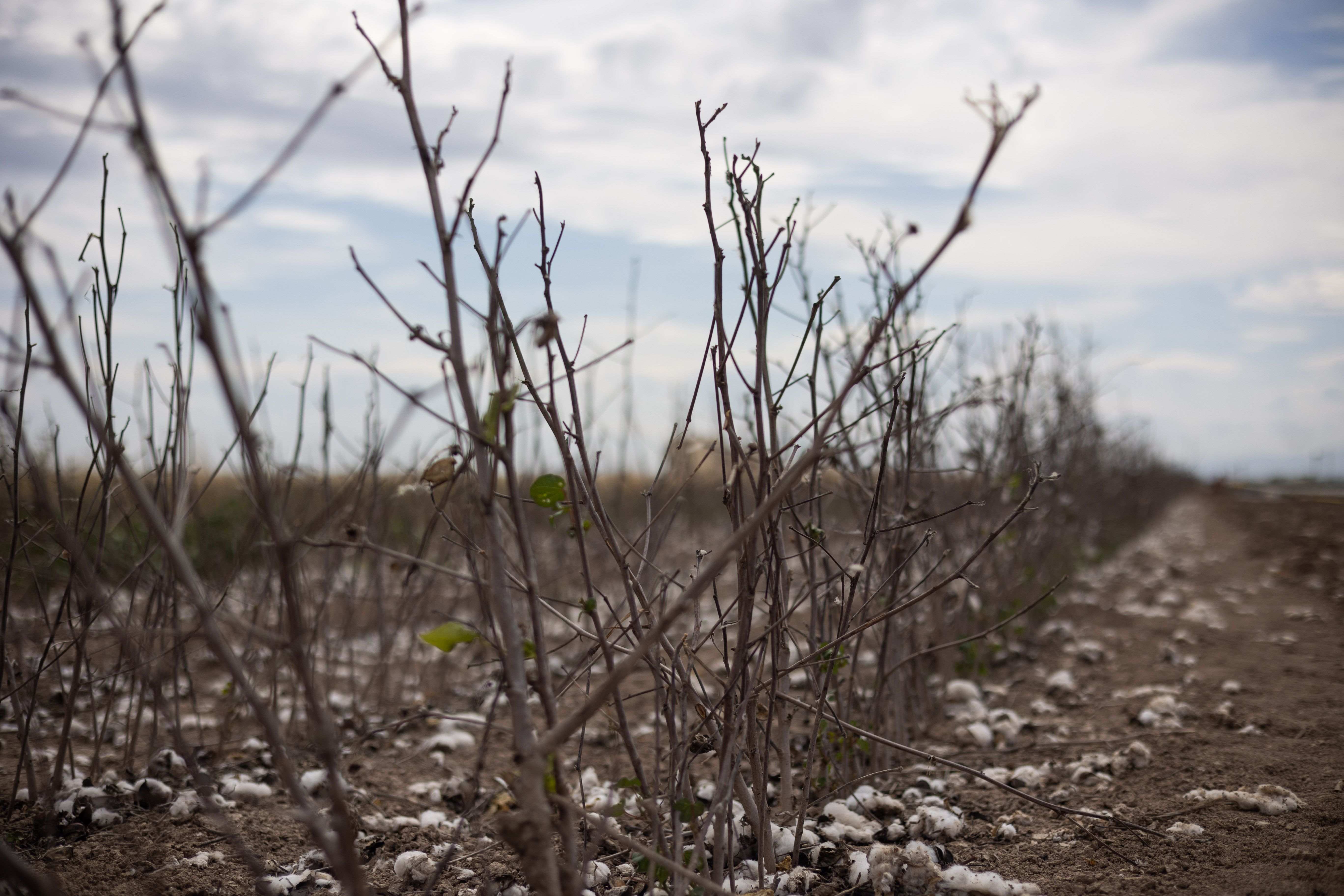 Algodón sembrado en una finca afectado por la sequía.
