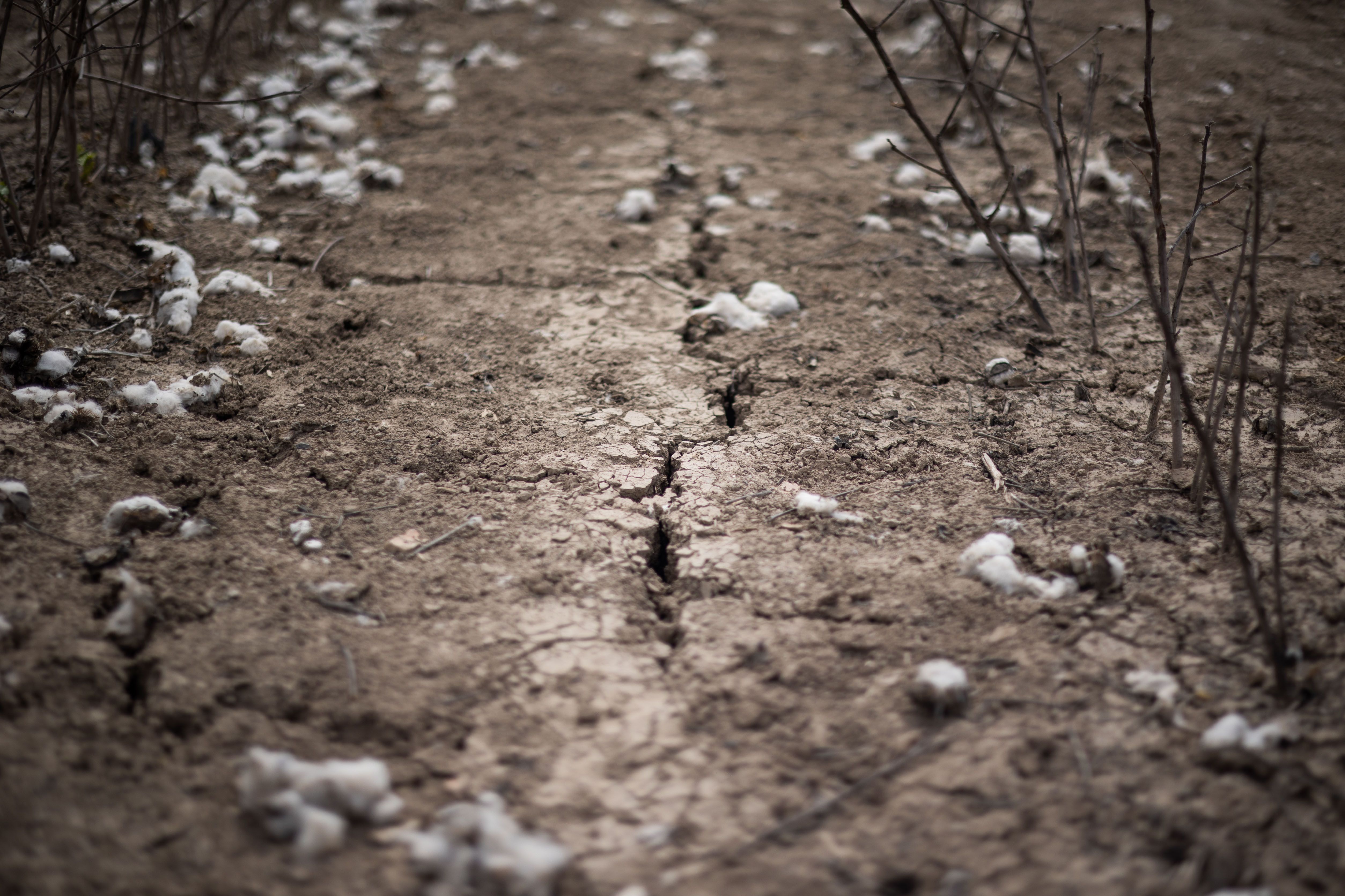 De la sequía a la granizada. Una imagen de un campo de Lebrija.