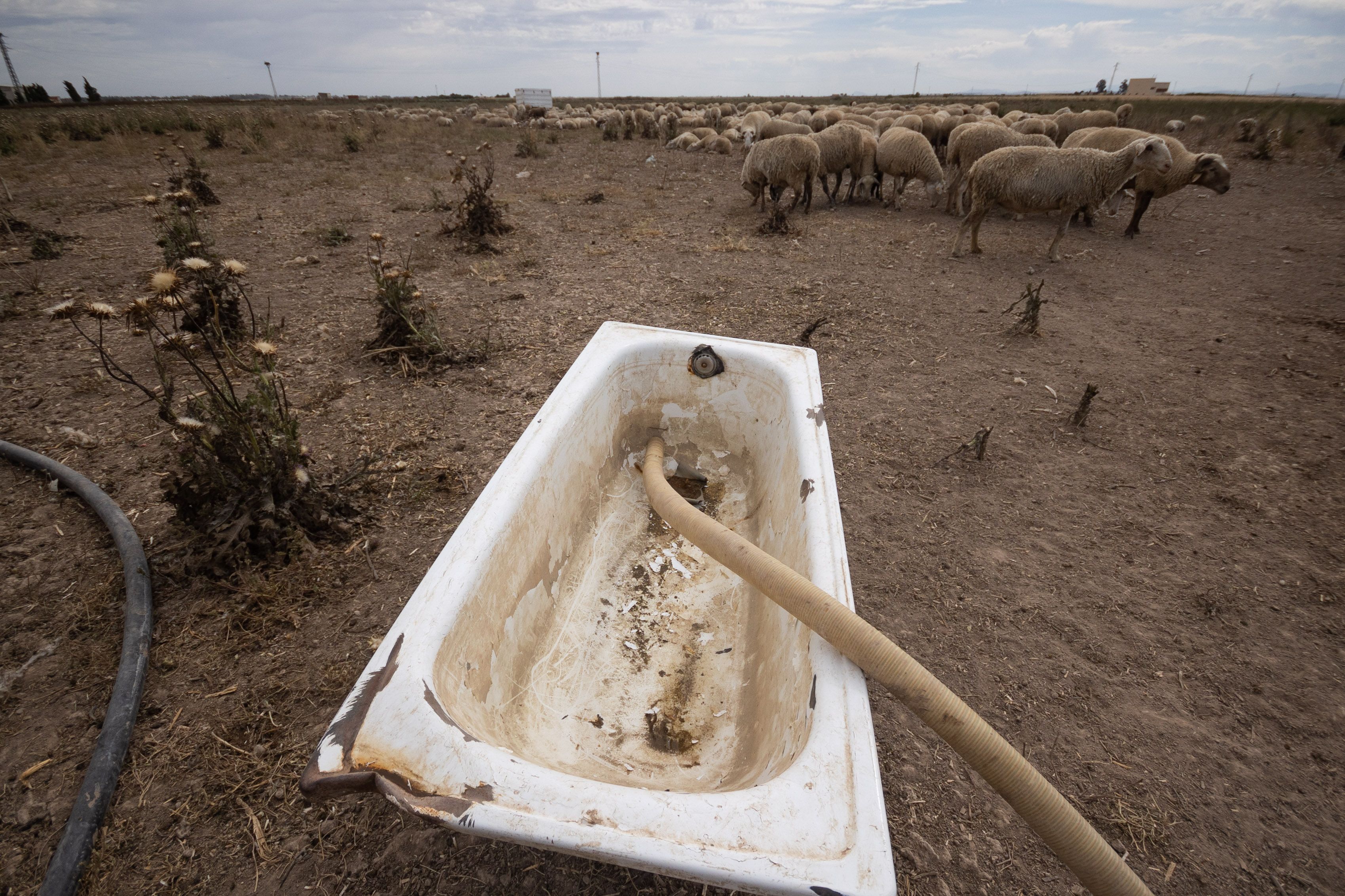 La sequía afecta a los ganaderos andaluces.