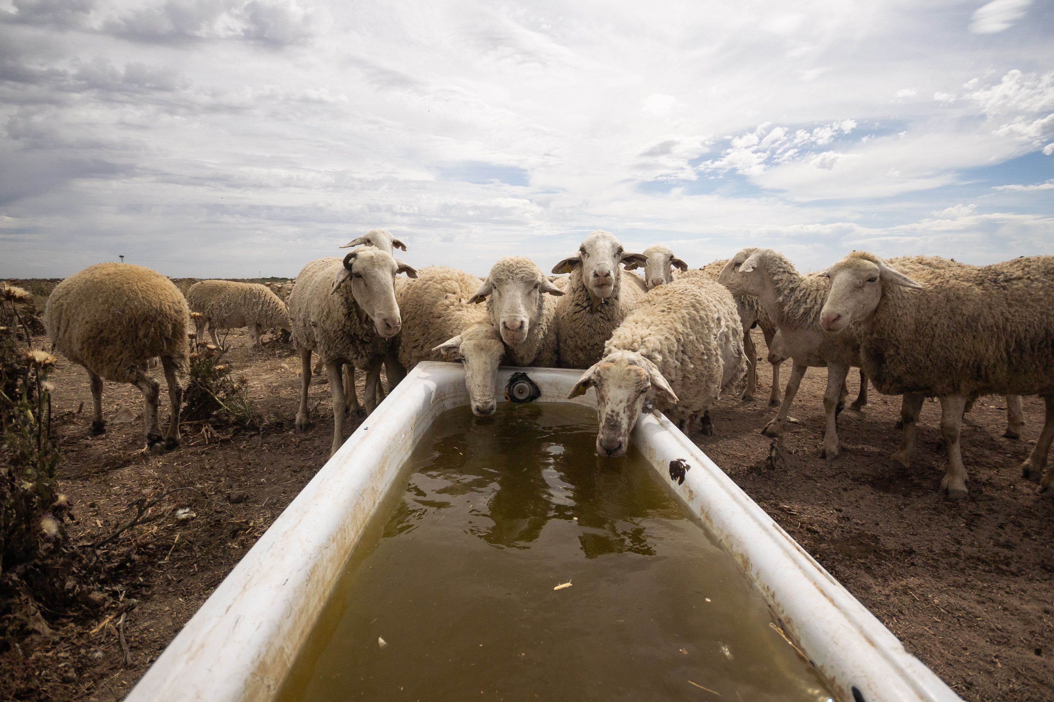 La sequía comienza a mostrar sus efectos en la economía andaluza.
