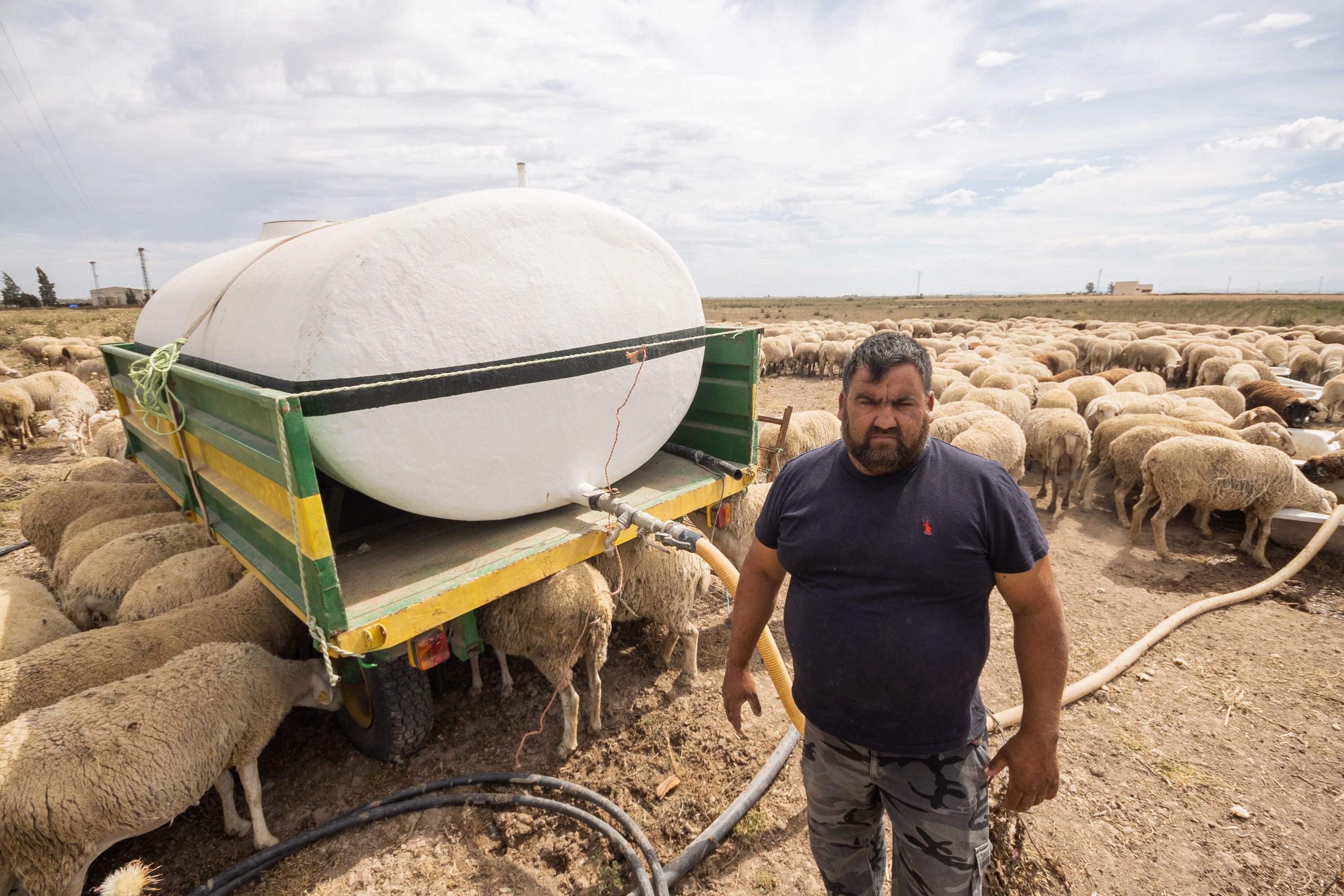 Sequía en la cuenca del Guadalquivir. Un pastor lebrijano, junto a su rebaño, sediento y aprovechando cosechas perdidas para sobrevivir.