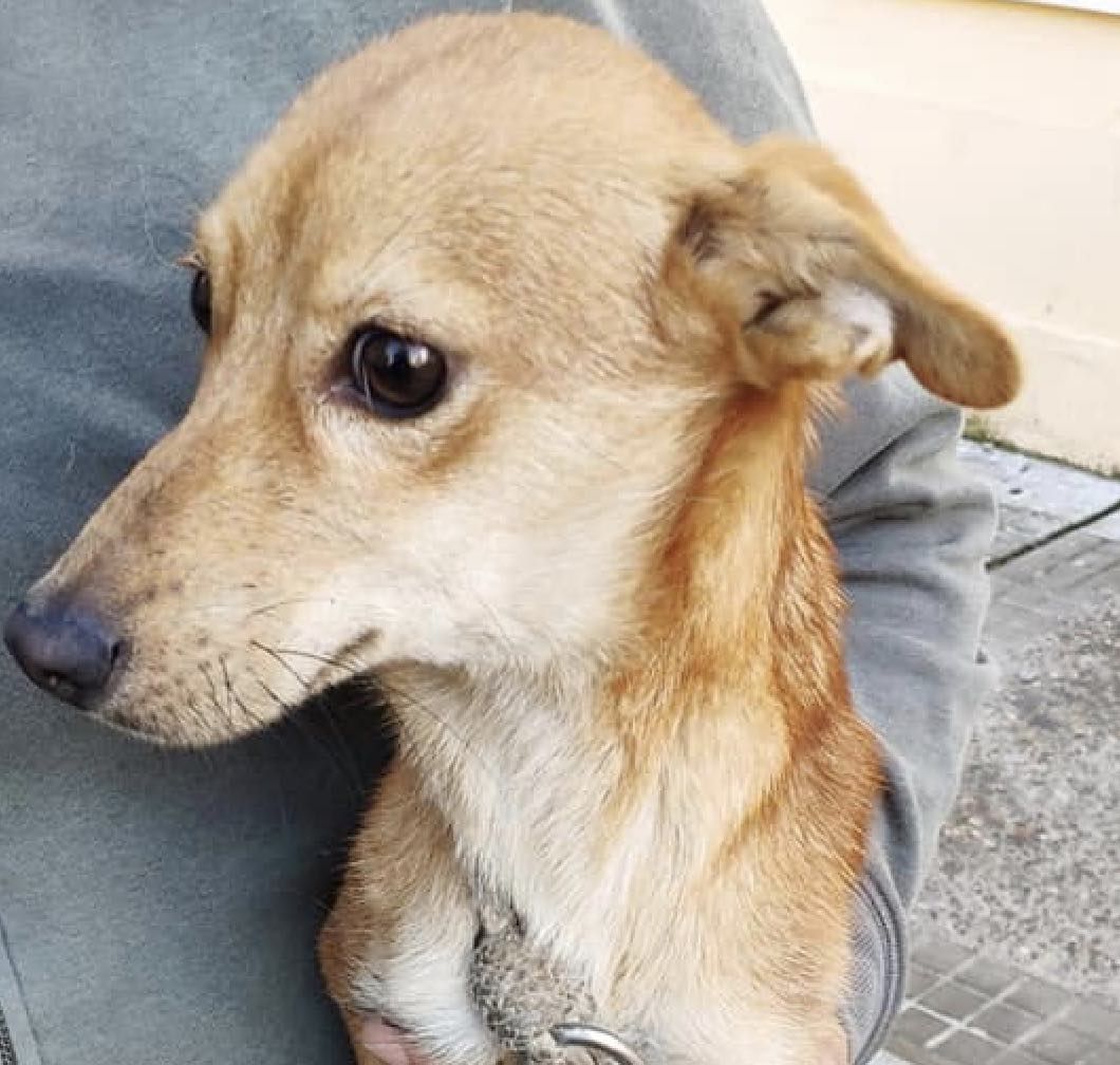 Belén, la podenquita que ha vuelto a la vida. FOTO: NO ME ABANDONES