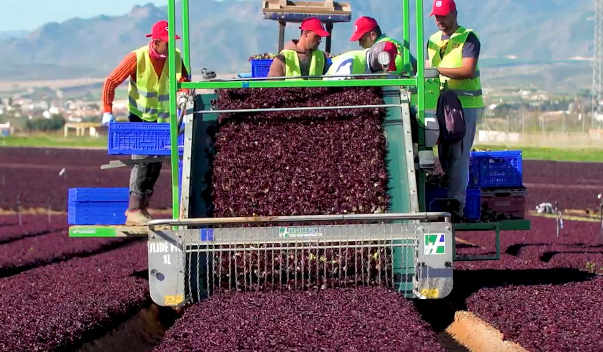 Varios trabajadores en Pulpí, Almería. PRIMAFLOR