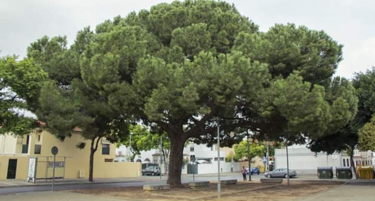 La plaza del Pino, del Pago San José, donde ha tenido lugar la noticia luctuosa. La plaza del Pino, del Pago San José, donde ha tenido lugar la noticia luctuosa.
