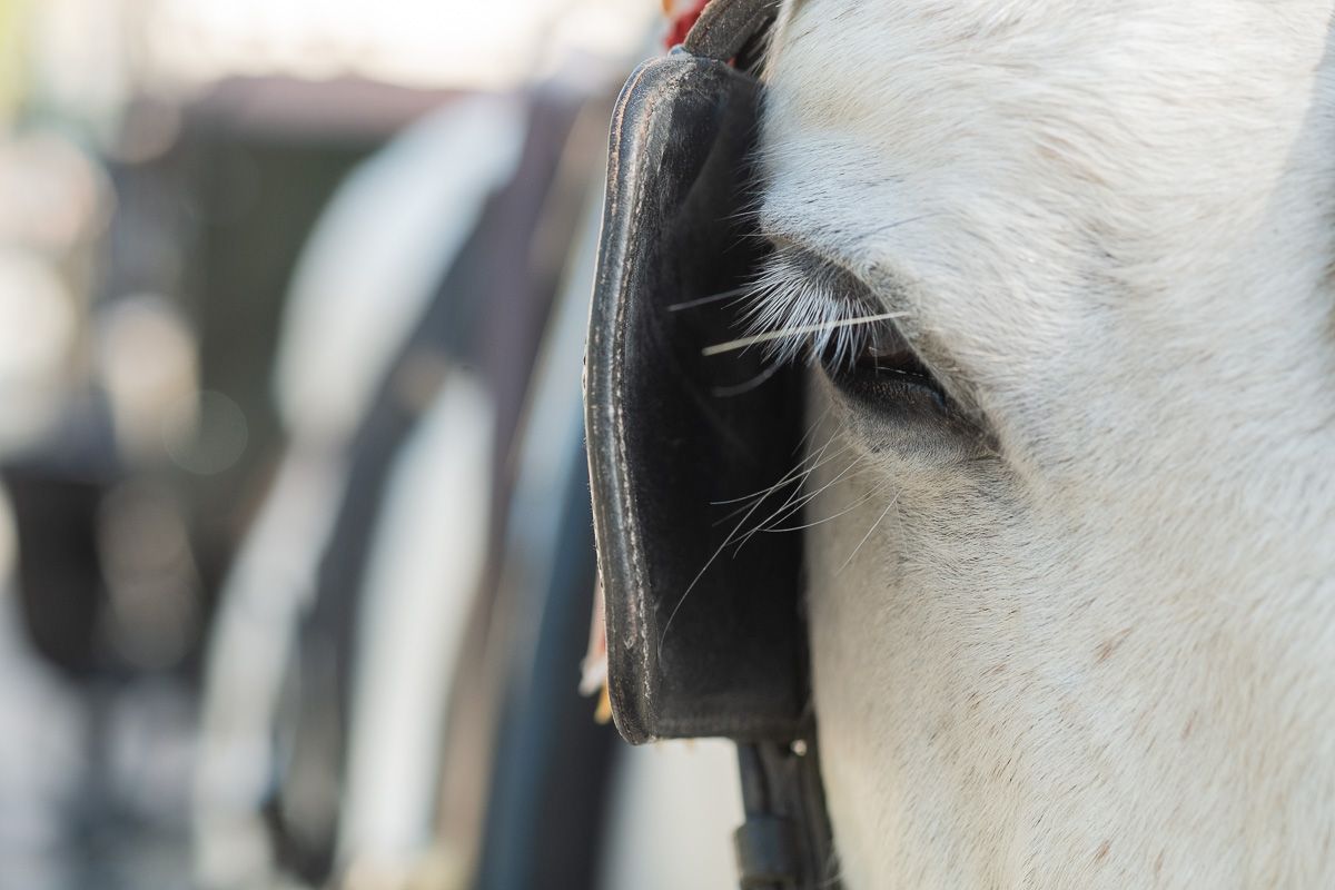 Un caballo en Jerez, en una imagen de archivo. FOTO: MANU GARCÍA