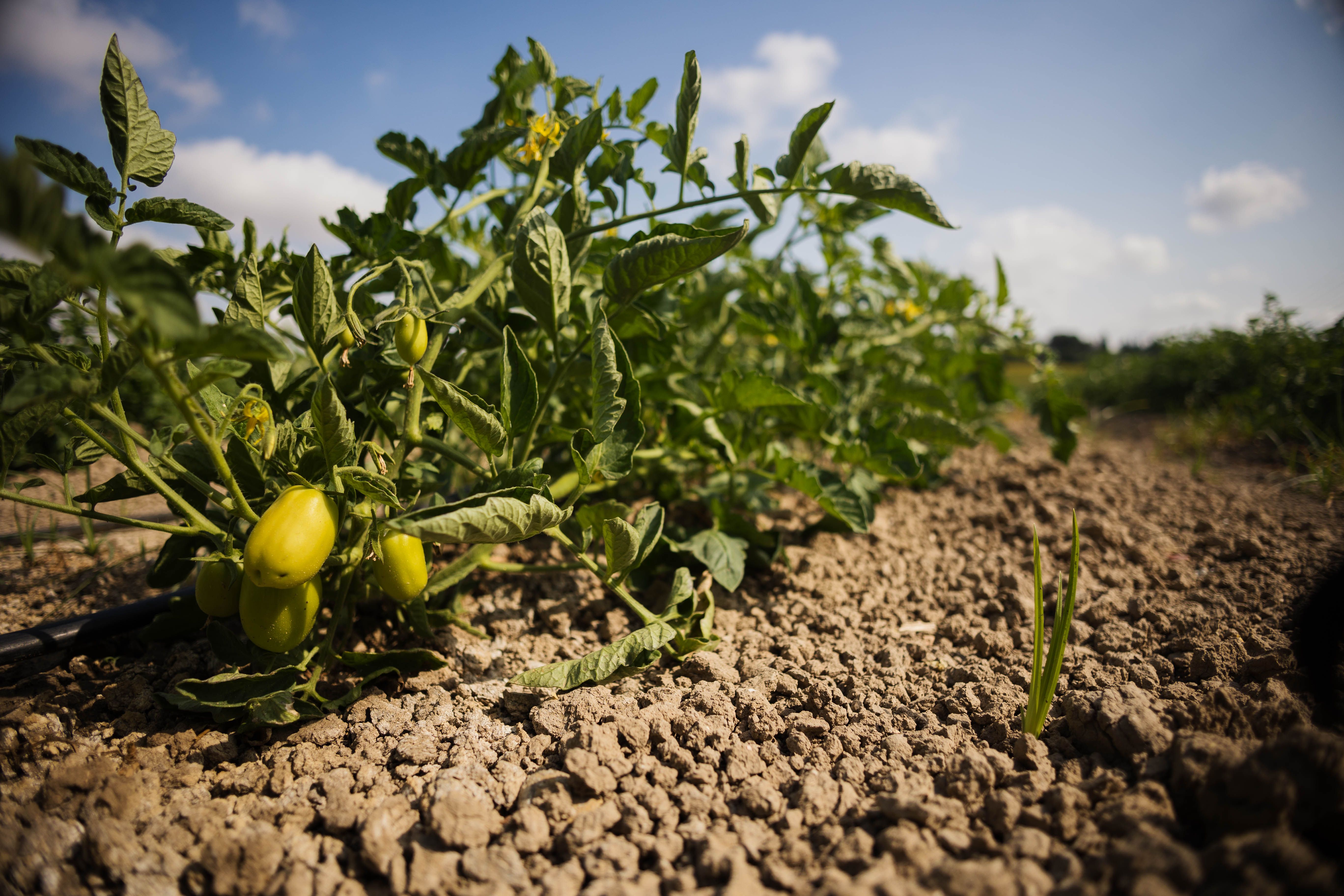 Un cultivo del Bajo Guadalquivir, duramente afectado por la sequía.