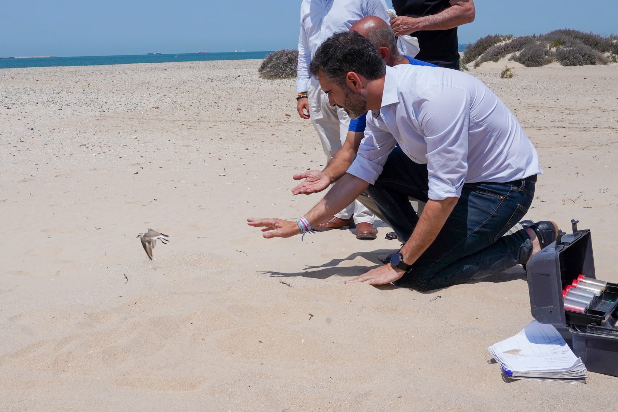 La Junta colabora con la universidad y otras entidades para convertir a Cádiz en la capital europea del chorlitejo.