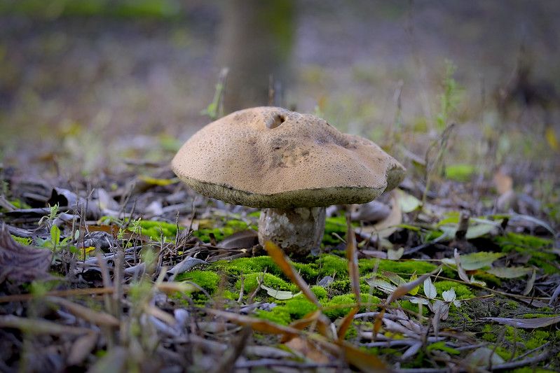 Seta en la Cañada de los Pájaros en la Puebla - Sevilla. FOTO: MANUEL IGLESIAS