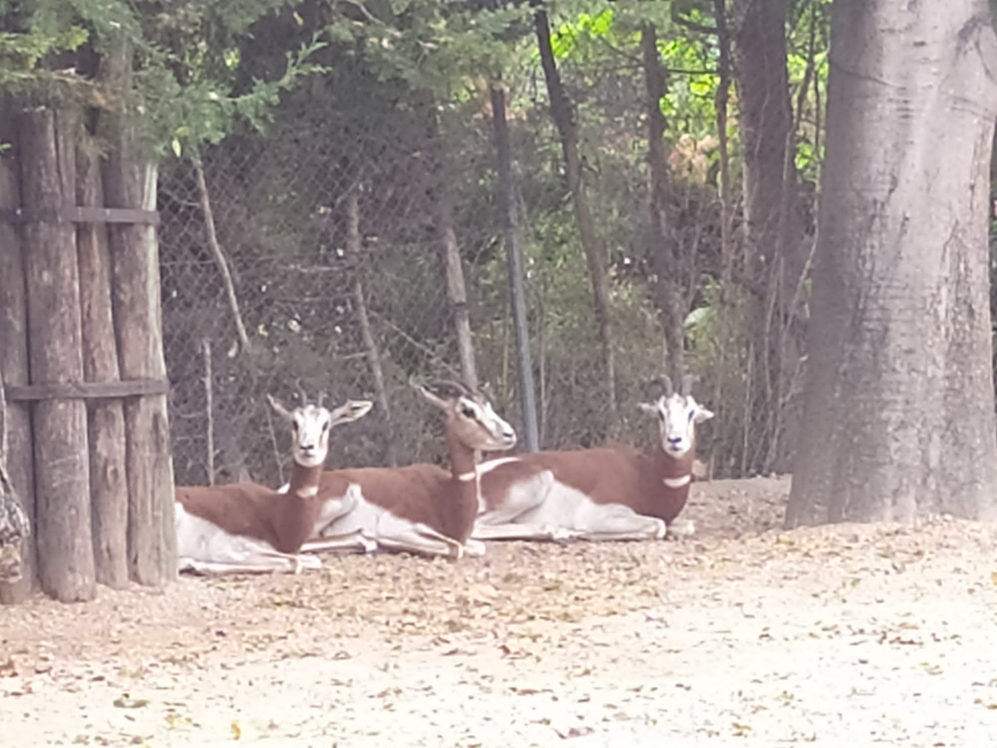 Las gacelas, en su nuevo hábitat.