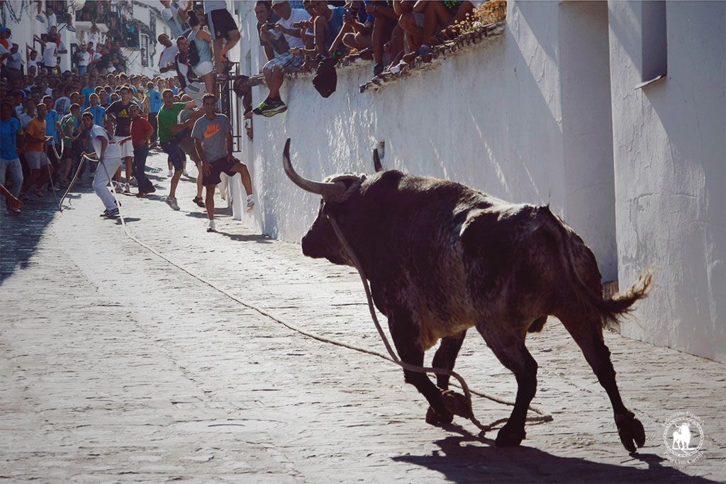 Una edición del Toro de Cuerda. Federación española de toro con cuerda.