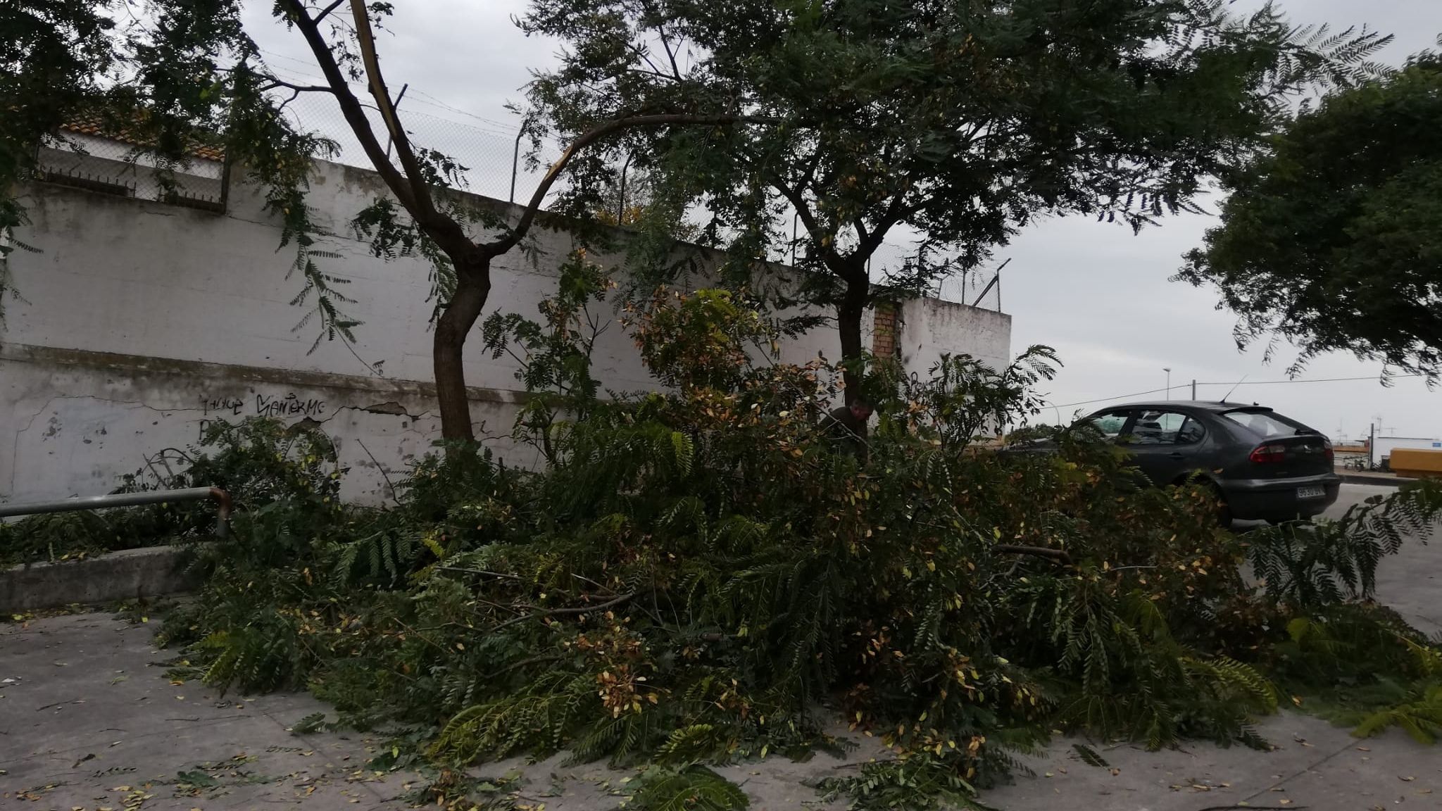 Un árbol desplomado por el viento, en una imagen de archivo
