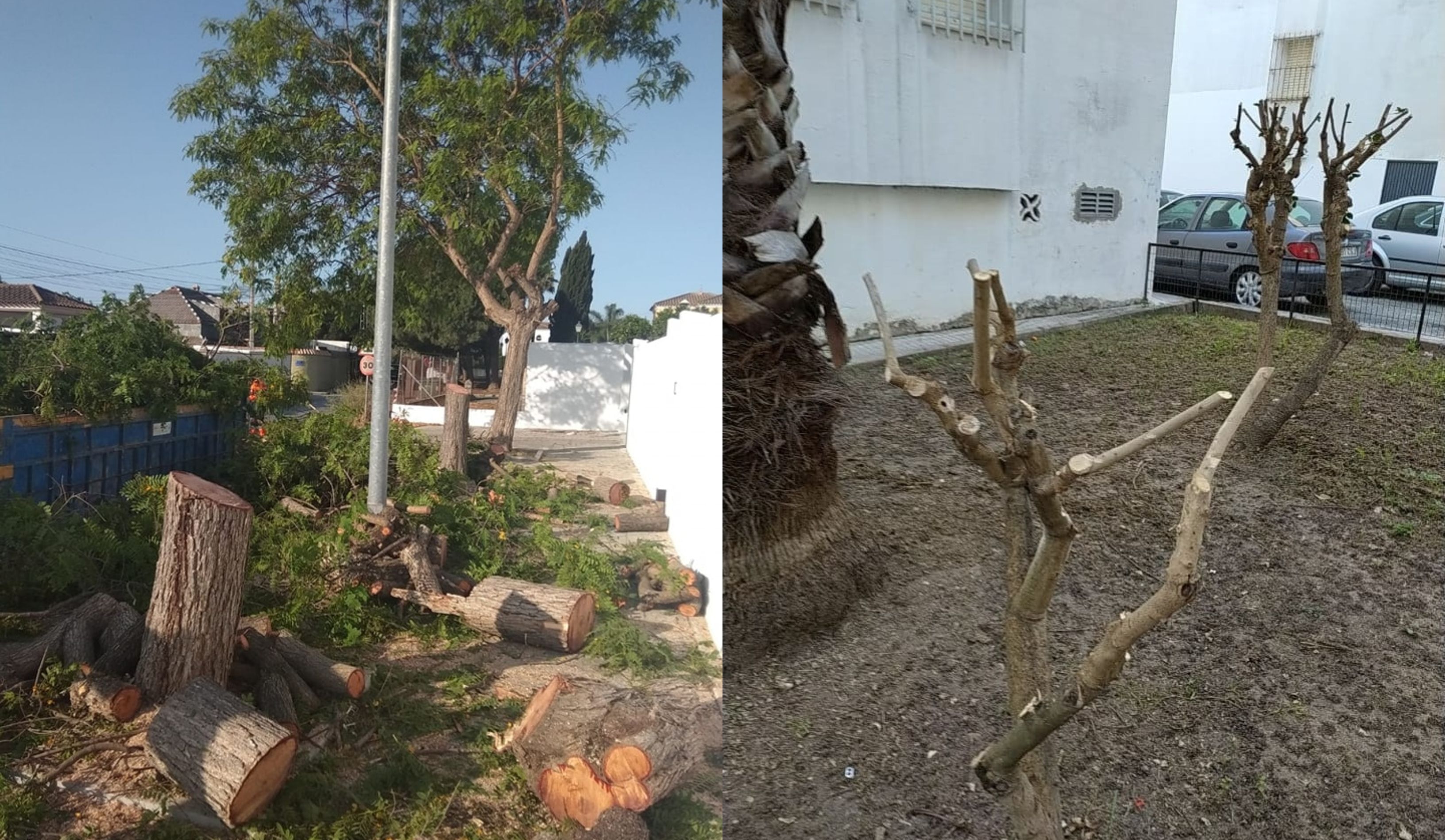 Tala de árboles en Sanlúcar. PODEMOS