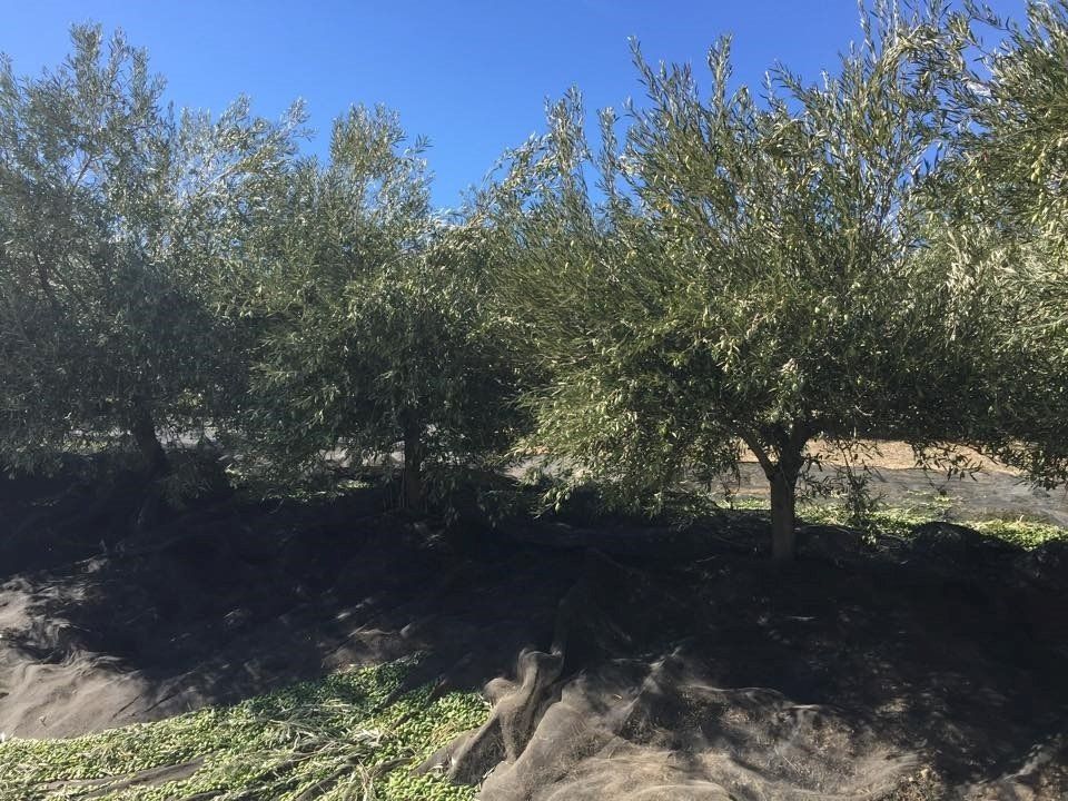 Explotación agraria en Jaén.