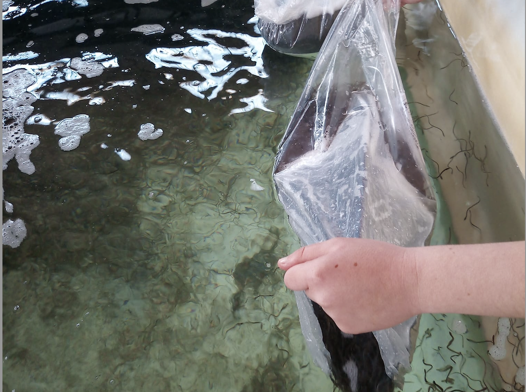 Escolares liberando las angulas en el cauce de un río.