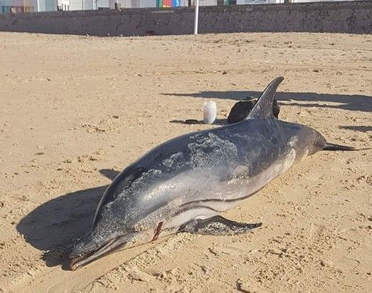 El cuerpo sin vida del delfín varado en La Caleta en una foto de facebook.