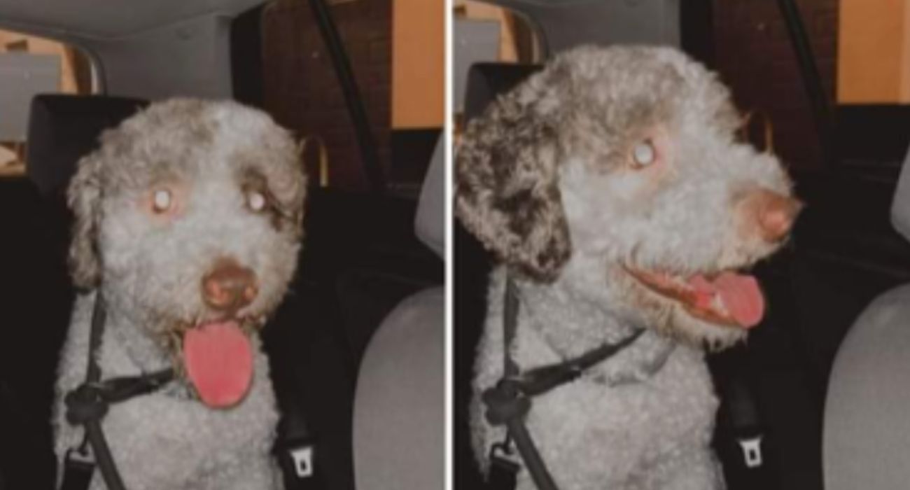 Nevado pudo regresar a casa, tras haberse perdido, gracias a la ayuda de la Policía Local de Cádiz.